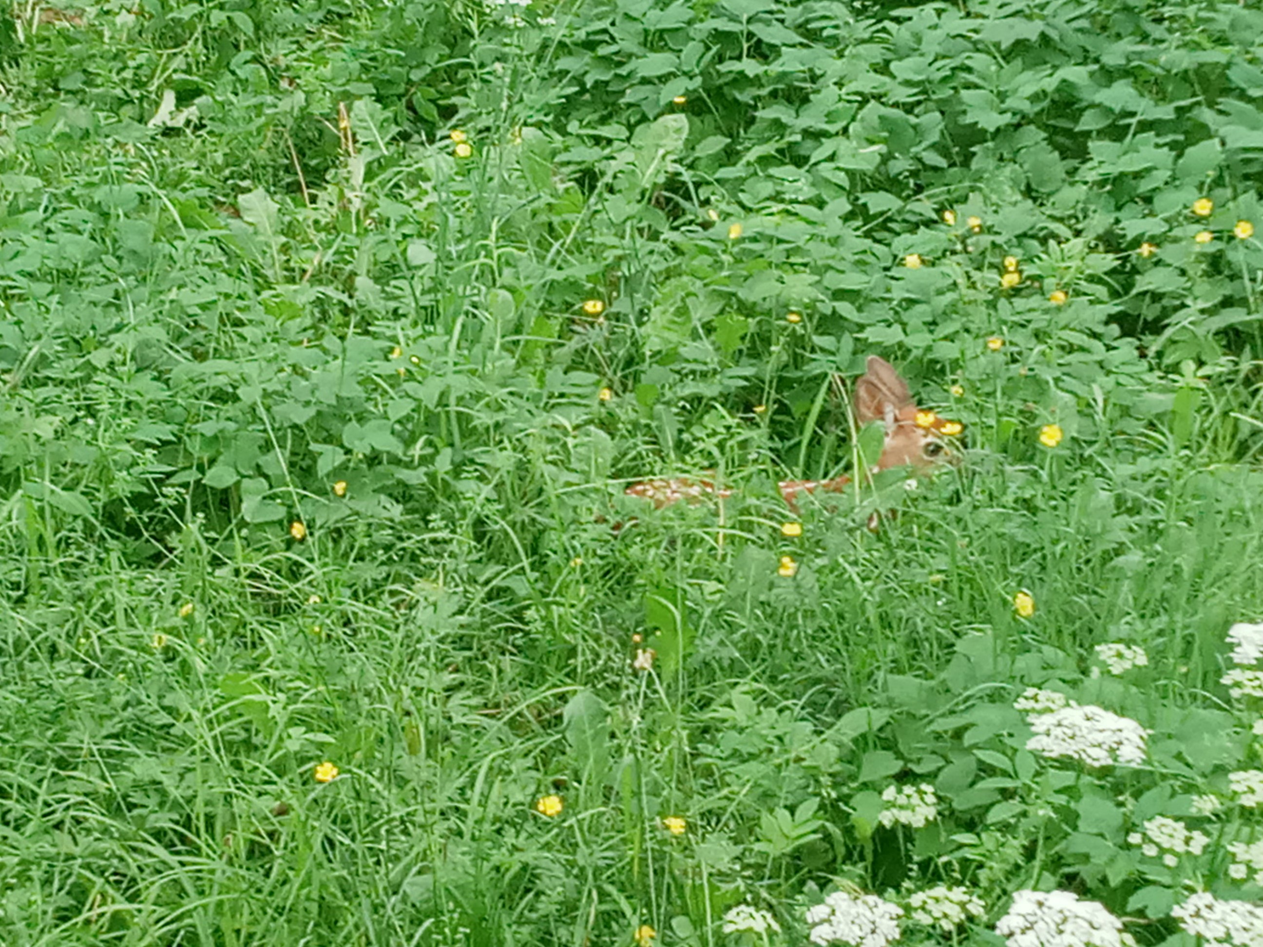Baby deer in grass